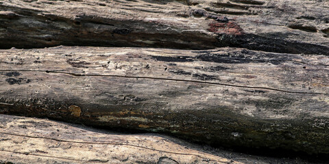 Insect destruction on a tree, Termite nest on tree bark, organic texture, brown, detailed, nature	
