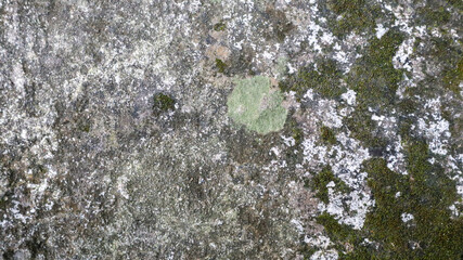 The surface of the cast is affected by moss corrosion, with a rough texture as an education on the...