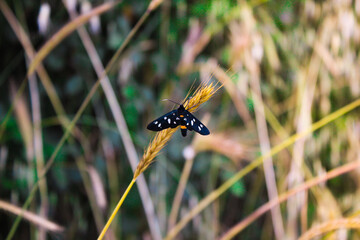 Amata Phegea