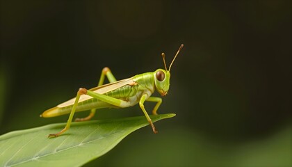 Fototapeta premium Close-up of a green grasshopper resting on a leaf, highlighting insect details and natural texture in a lush outdoor environment