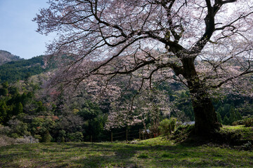 静岡県島田市・牛代の水目桜と茶畑の春風景 / Spring Landscape of Ushinshiro Mizumezakura Cherry Tree and Tea Fields in Kawane, Shizuoka, Japan