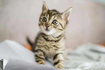 Adorable little cat. Close up 