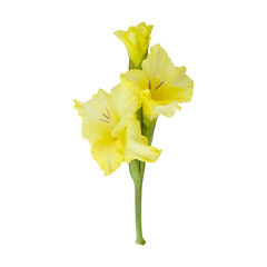 Yellow gladiolus flower stem isolated on transparent background