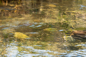初夏の水辺　朝日に輝く川の水面04