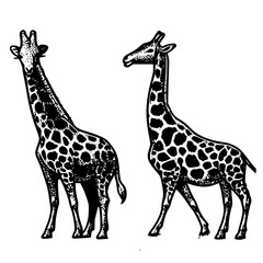 Obraz premium Sketch Serenade: Twin Giraffes in Ink, A hand-drawn pair of giraffes captured in black and white detail