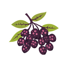 My A Simple flat 2D illustration elderberry bunch isolated on transparent background, vector, flat design, animation design, simple flat 2D icon, clipart, design by me. My vector design