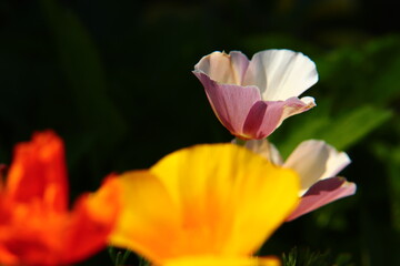 Vibrant California Poppies Blooming Under Blue Sky