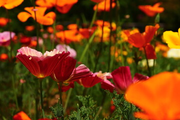 Vibrant California Poppies Blooming Under Blue Sky