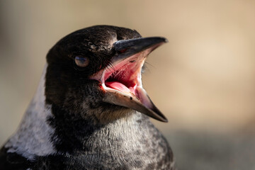 Australian magpie (Gymnorhina tibicen) juvenile head, Canberra, ACT, June 2025