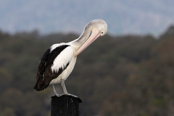 Australian pelican (Pelecanus conspicillatus), Narooma, NSW June 2025