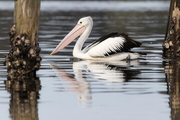 Australian pelican (Pelecanus conspicillatus), Narooma, NSW June 2025