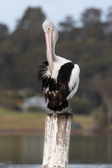 Australian pelican (Pelecanus conspicillatus), Narooma, NSW June 2025