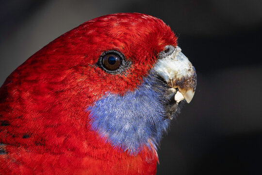 Crimson rosella (Platycercus elegans) head, Canberra, ACT, June 2025