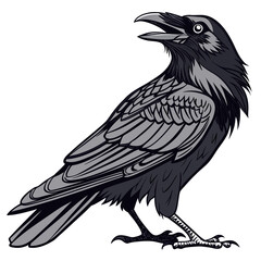 Detailed raven with open beak on white background crow bird