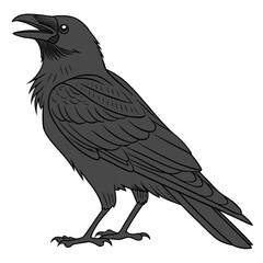 Dark gray crow with open beak and detailed feathers raven bird