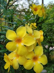 Obraz premium Beautiful Yellow Flowers Blooming Vibrantly in a Lush Green Garden