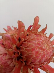Close-Up of a Vibrant Pink Tropical Flower With Petals in Detail