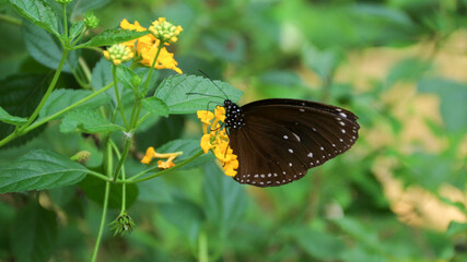 Hypolimnas anomala A magnificent tropical butterfly with black wings and white spots.