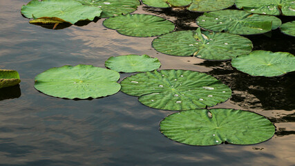 Close-up view of green lotus leaves floating on calm water with a few droplets resting on the...
