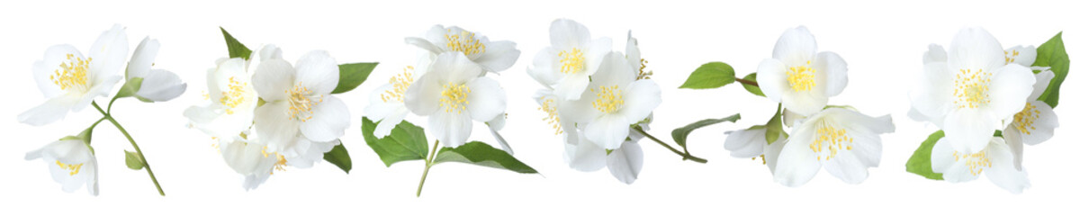 Beautiful jasmine flowers on white background, collage