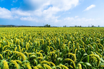 foxtail millet in the field