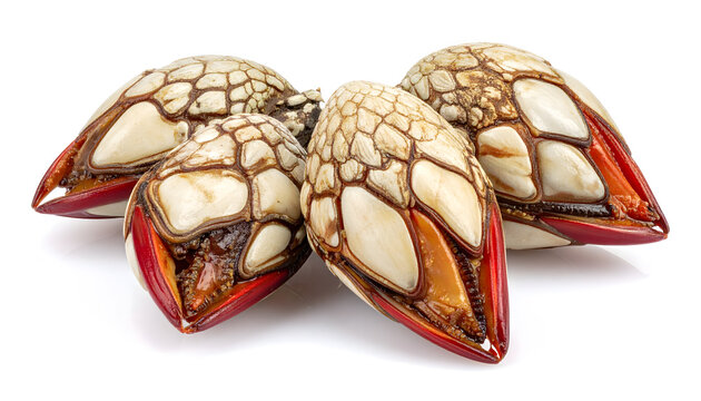 Five percebes, or goose barnacles, with their unique shell-like bodies and red-tipped bases, are displayed against a clean white background
