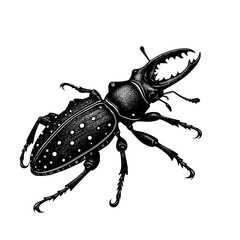 Battle Mandibles: The Stag Beetle, Black and white illustration of a detailed stag beetle