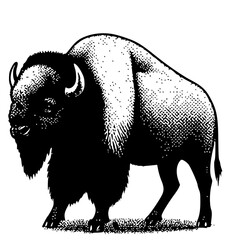 american bison vector illustration