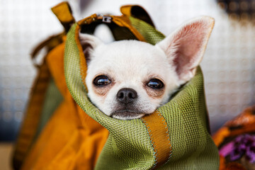 White Chihuahua in a dog carrier, cute portrait of a small dog