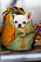 Traveling with a pet. White Chihuahua in a dog carrier, cute portrait of a small dog
