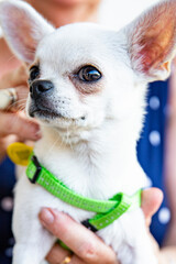 White Chihuahua in the arms of the owner, cute portrait of a small dog