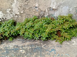 Lush green weeds grow densely along a cracked, weathered wall, creating a contrast between nature and decaying concrete