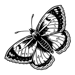 Black ink butterfly with white spots insect black and white