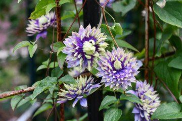 クレマチス「大河」 Clematis 'Taiga'