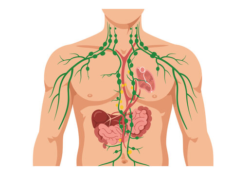 Detailed Illustration of Human Lymphatic System Upper Body Showing Lymph Nodes Vessels and Associated Organs.