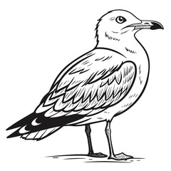 Seagull standing on white background bird black and white