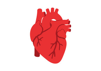 Detailed Anatomical Illustration of a Human Heart Red Showing Chambers and Vessels.