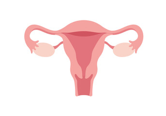 Anatomical Illustration of the Female Reproductive System with Uterus and Ovaries.