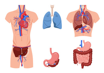 Human Body Organs Diagram Showing Heart Lungs Stomach and Intestines.