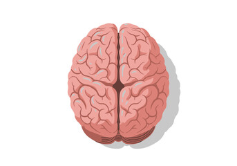 Top-Down View of a Human Brain with Detailed Lobes and Texture.