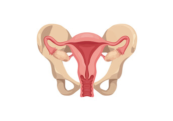 Anatomical Illustration of Female Reproductive System with Pelvic Bone.