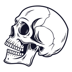 Human skull profile with open jaw teeth