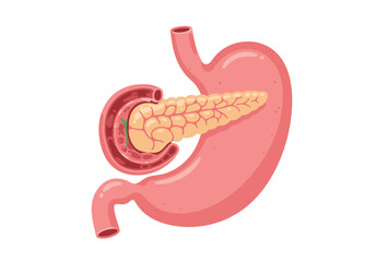 Anatomical Illustration of Human Stomach Pancreas and Duodenum Vector Style.