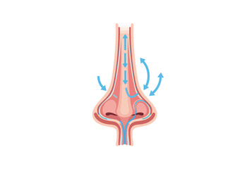 Detailed Anatomical Illustration of Human Nose with Airflow.