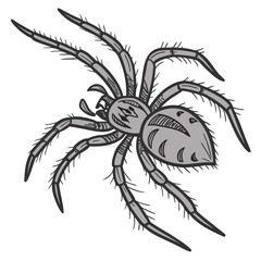 Gray spider with spiky legs arachnid insect