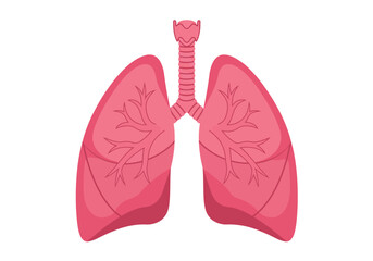 Detailed Illustration of Human Lungs with Bronchial Tree.