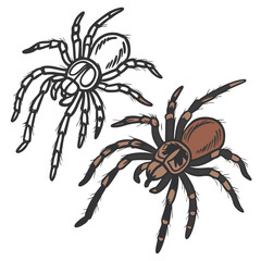 Brown and black spider illustration tarantula arachnid