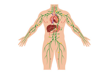 Human Lymphatic System Illustration with Organs and Lymph Nodes.