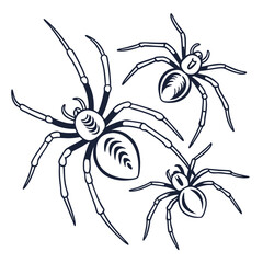 Spiders graphic illustration arachnid insect