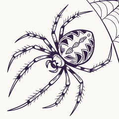 Ornate Spider on White Background arachnid insect